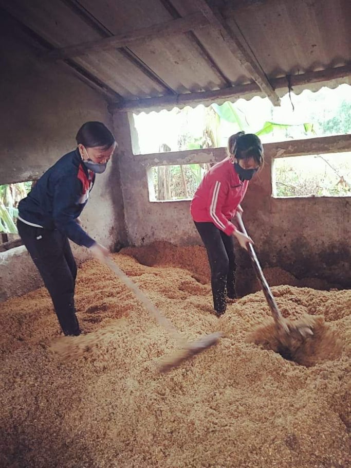 Đệm lót sinh học trong chăn nuôi